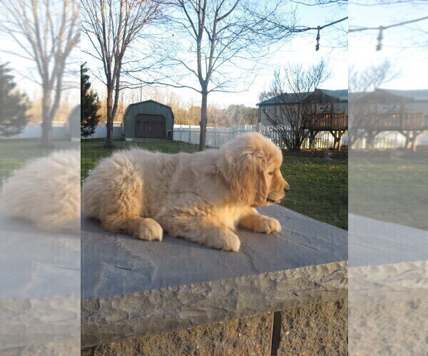 Medium Photo #11 Golden Retriever Puppy For Sale in MECHANICSVILLE, MD, USA