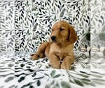 Small #4 Golden Retriever