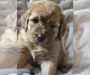 Medium Saint Berdoodle