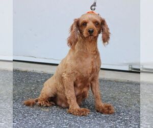 Mother of the Cavapoo puppies born on 04/14/2025