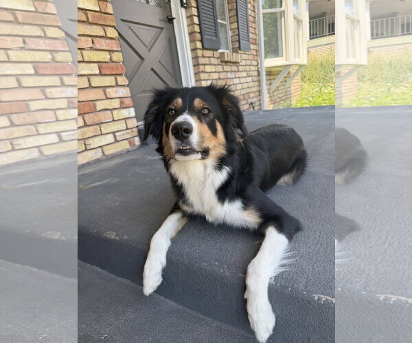 Medium Photo #7 Border-Aussie Puppy For Sale in Sandy, UT, USA