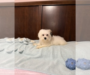 Morkie Puppy for sale in BENSON, NC, USA