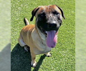 Rhodesian Ridgeback Dogs for adoption in Salinas, CA, USA