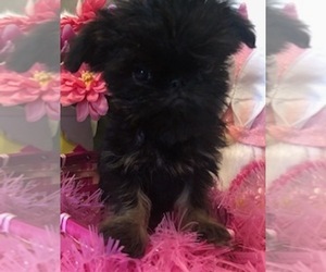 Brussels Griffon Puppy for Sale in POWHATAN, Virginia USA