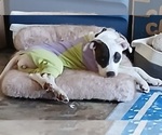 Small American Staffordshire Terrier Mix