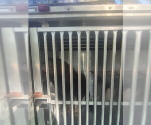 Mutt Dogs for adoption in St. Cloud, FL, USA