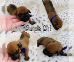 Puppy 4 Rhodesian Ridgeback