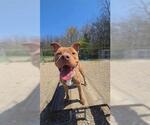 Small #1 American Staffordshire Terrier Mix