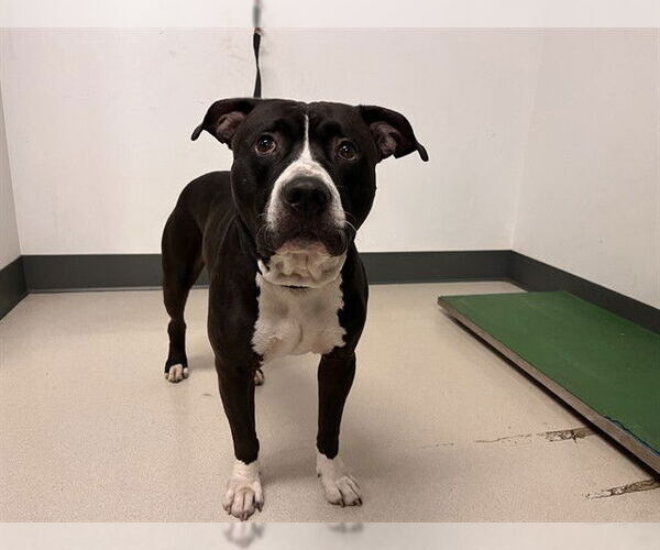 Medium Photo #1 American Pit Bull Terrier-Unknown Mix Puppy For Sale in Corona, CA, USA