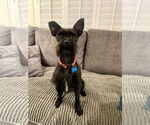 Small #6 Mutt