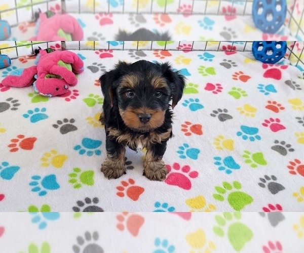 Medium Photo #2 Yorkshire Terrier Puppy For Sale in ORO VALLEY, AZ, USA