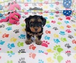 Small #1 Yorkshire Terrier
