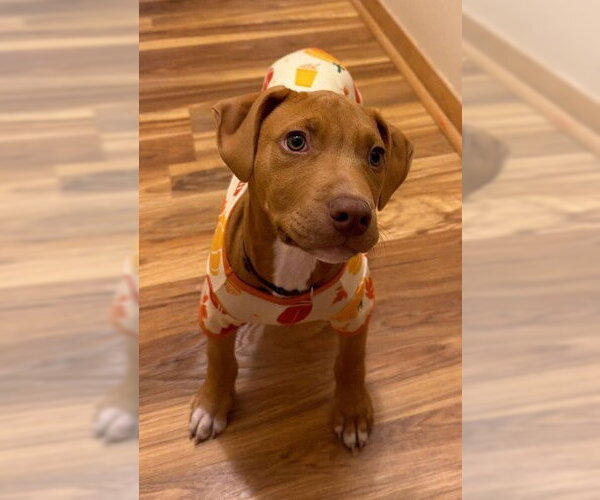 Medium Photo #1 American Pit Bull Terrier-American Staffordshire Terrier Mix Puppy For Sale in Frankenmuth, MI, USA