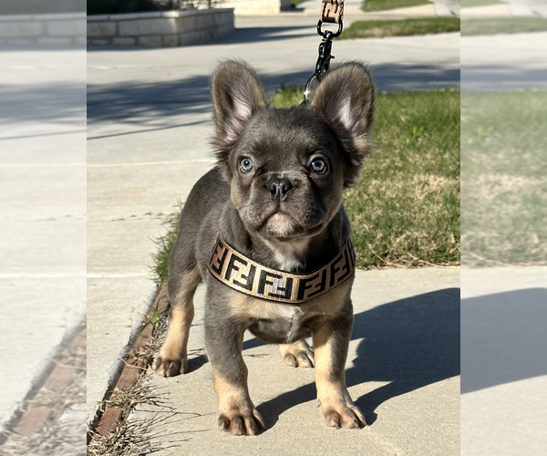 Medium Photo #1 French Bulldog Puppy For Sale in LEANDER, TX, USA