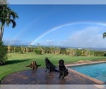 Small #8 Flat Coated Retriever