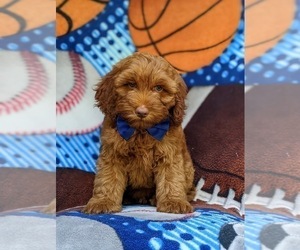 Cock-A-Poo Puppy for sale in CHRISTIANA, PA, USA