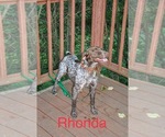 Small Photo #30 German Shorthaired Pointer Puppy For Sale in ARGONNE, WI, USA