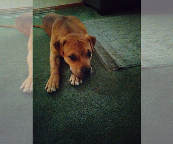 Medium Photo #1 Bullmasador Puppy For Sale in Princeton, MN, USA