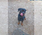 Small #1 Rottweiler