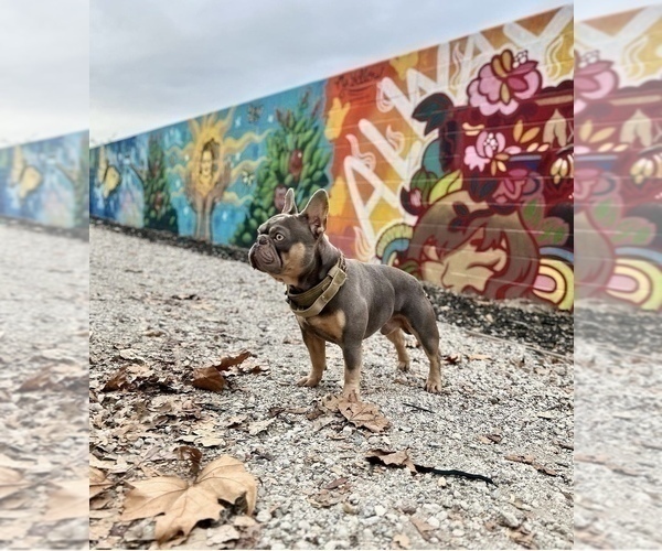 Medium Photo #1 French Bulldog Puppy For Sale in EASTVALE, CA, USA