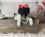 Small Photo #13 Poodle (Standard) Puppy For Sale in CONCORD, NC, USA