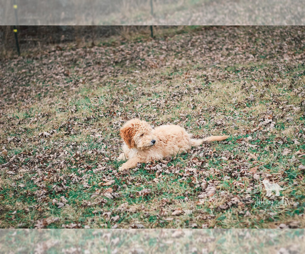 Medium Photo #6 Goldendoodle Puppy For Sale in CARLOCK, IL, USA