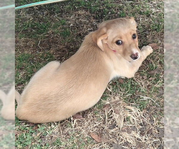 Medium Photo #2 Cheeks Puppy For Sale in Rutherfordton, NC, USA