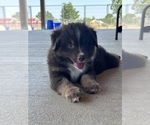Small #2 Miniature Australian Shepherd