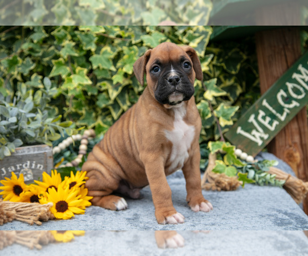 Medium Photo #1 Boxer Puppy For Sale in SHILOH, OH, USA