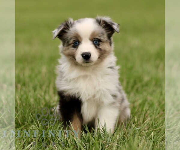 Medium Photo #3 Australian Shepherd Puppy For Sale in NEW PROVIDENCE, PA, USA