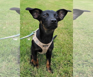 Chihuahua-Labrador Retriever Mix Dogs for adoption in McDonough, GA, USA