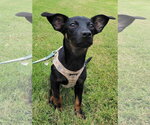 Small Chihuahua-Labrador Retriever Mix