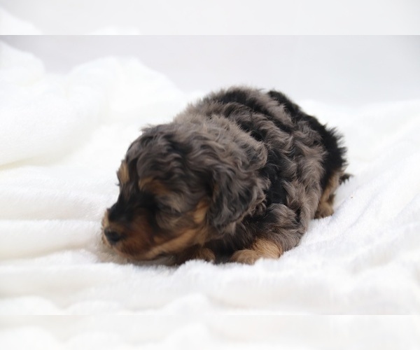 Medium Photo #27 Cockapoo Puppy For Sale in RIPLEY, TN, USA