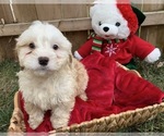 Puppy 3 Miniature Bernedoodle