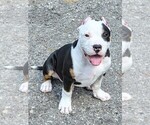 Image preview for Ad Listing. Nickname: Roscoe