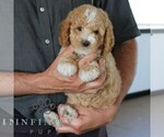 Small #4 Poodle (Miniature)