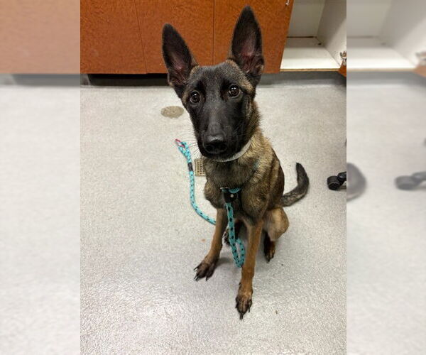 Medium Photo #1 Mutt Puppy For Sale in Rancho Cucamonga, CA, USA