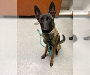 Mutt Dogs for adoption in Rancho Cucamonga, CA, USA