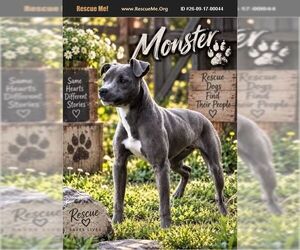 American Pit Bull Terrier Dogs for adoption in Benton, PA, USA