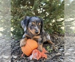 Small #2 Dachshund