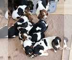 Small Photo #5 Basset Hound Puppy For Sale in CENTRALIA, WA, USA