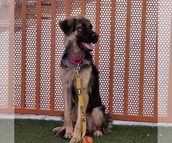 Medium Photo #1 German Shepherd Dog-Unknown Mix Puppy For Sale in Las Vegas, NV, USA