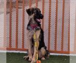*JACK SKELLINGTON - Male German Shepherd Dog-Unknown Mix Dog for Adoption - Small photo