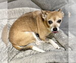 Small Photo #2 Chihuahua Puppy For Sale in Boca Raton, FL, USA