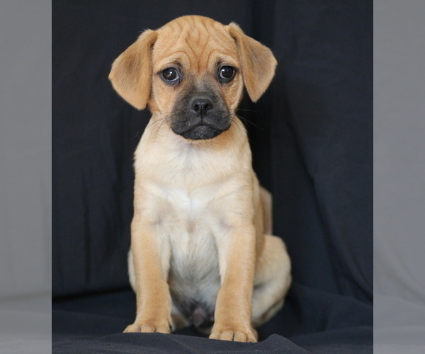 Medium Photo #1 Puggle Puppy For Sale in ANDERSONVILLE, VA, USA