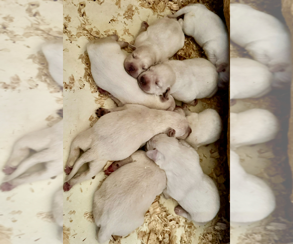 Medium Photo #6 Labrador Retriever Puppy For Sale in ALL HEALING SPRINGS, NC, USA