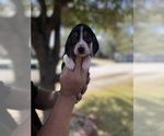 Puppy 4 Beagle