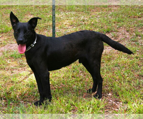 Medium Photo #2 Australian Kelpie-Labrador Retriever Mix Puppy For Sale in Attalka, AL, USA
