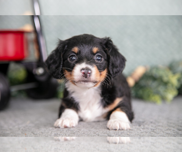 Medium Photo #3 Dachshund Puppy For Sale in ELIZABETHTOWN, PA, USA
