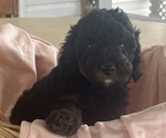 Puppy Puppy 1 Cavapoo